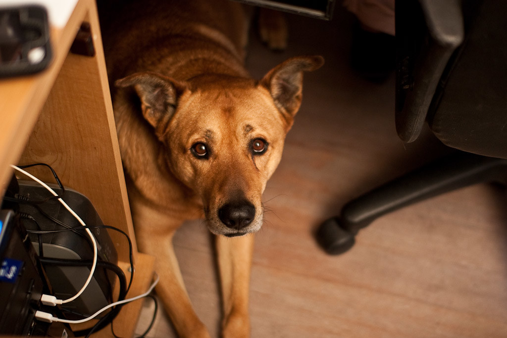 The Top Five Benefits of a Dog-Friendly Workplace